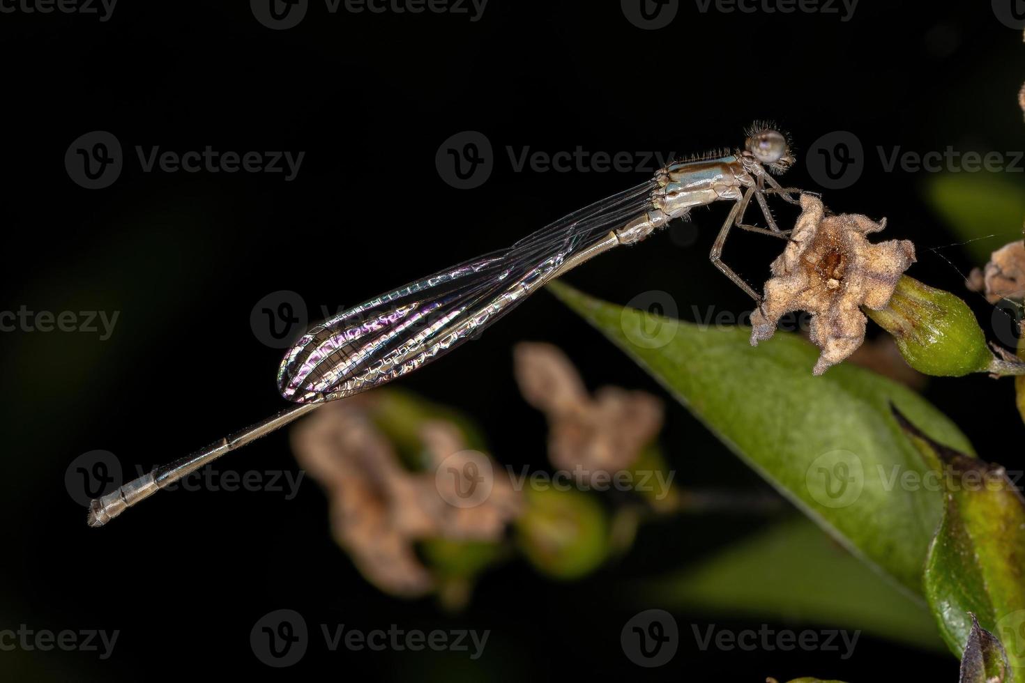 libellula adulta dalle ali strette foto