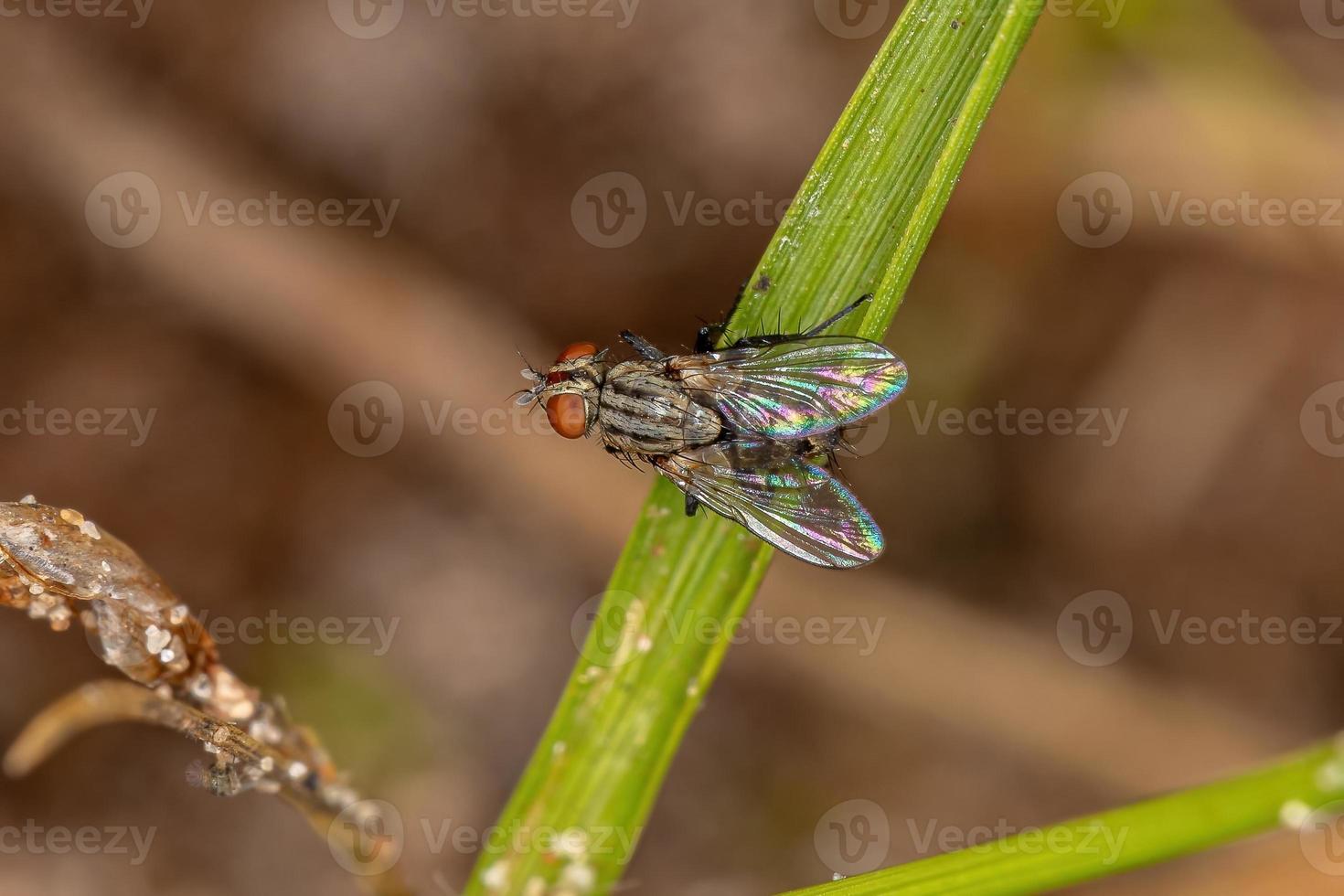 mosca di carne adulta foto