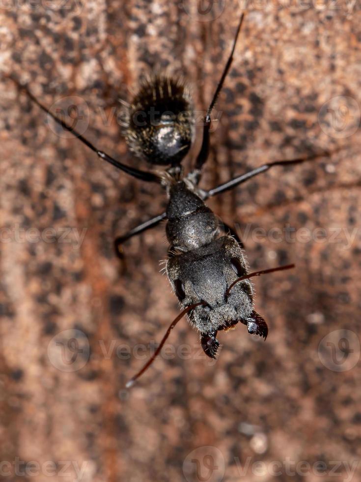 formica carpentiere femmina adulta foto