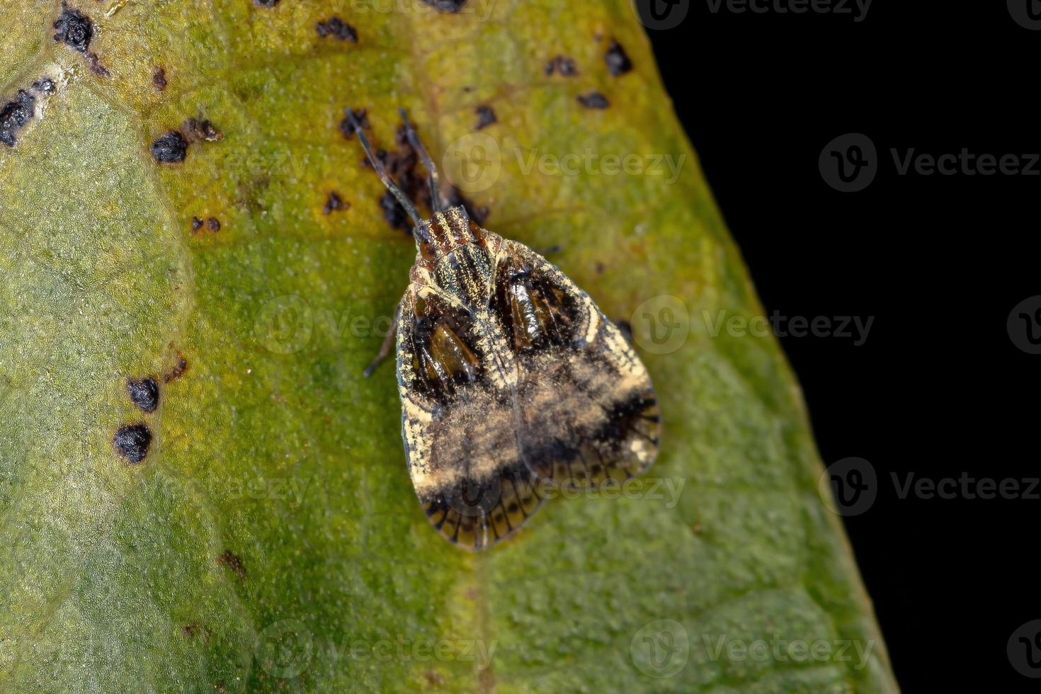 adulto piccolo planthopper foto