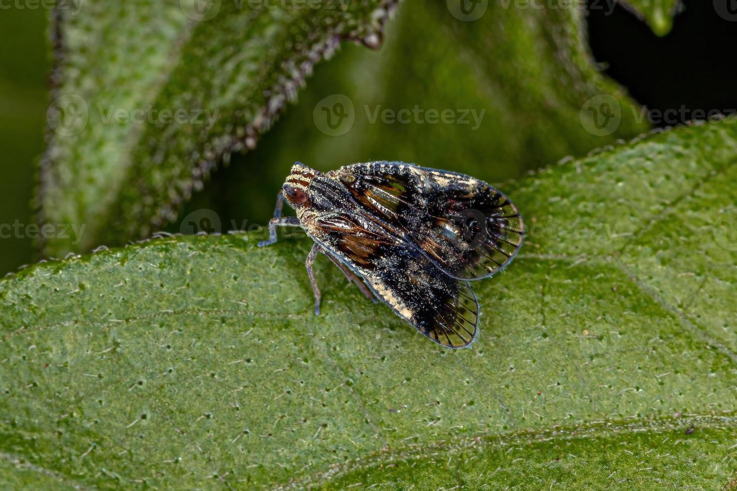 adulto piccolo planthopper foto