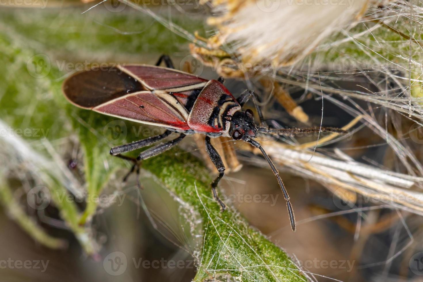 cimice adulta incrociata bianca foto