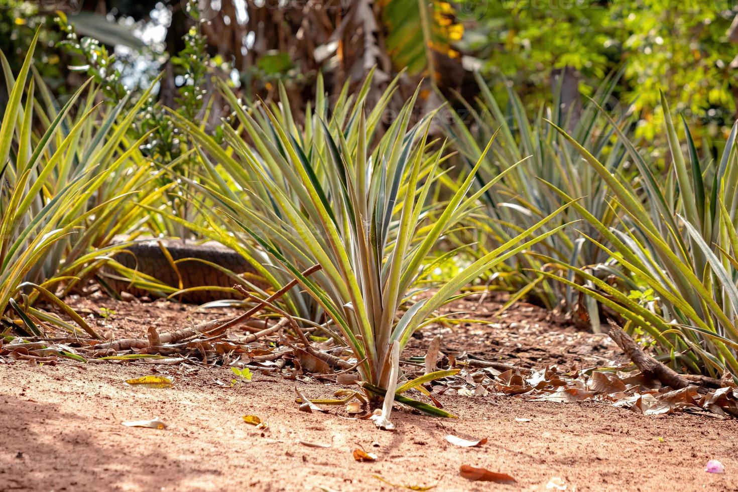 ananas coltivato in piantagione foto