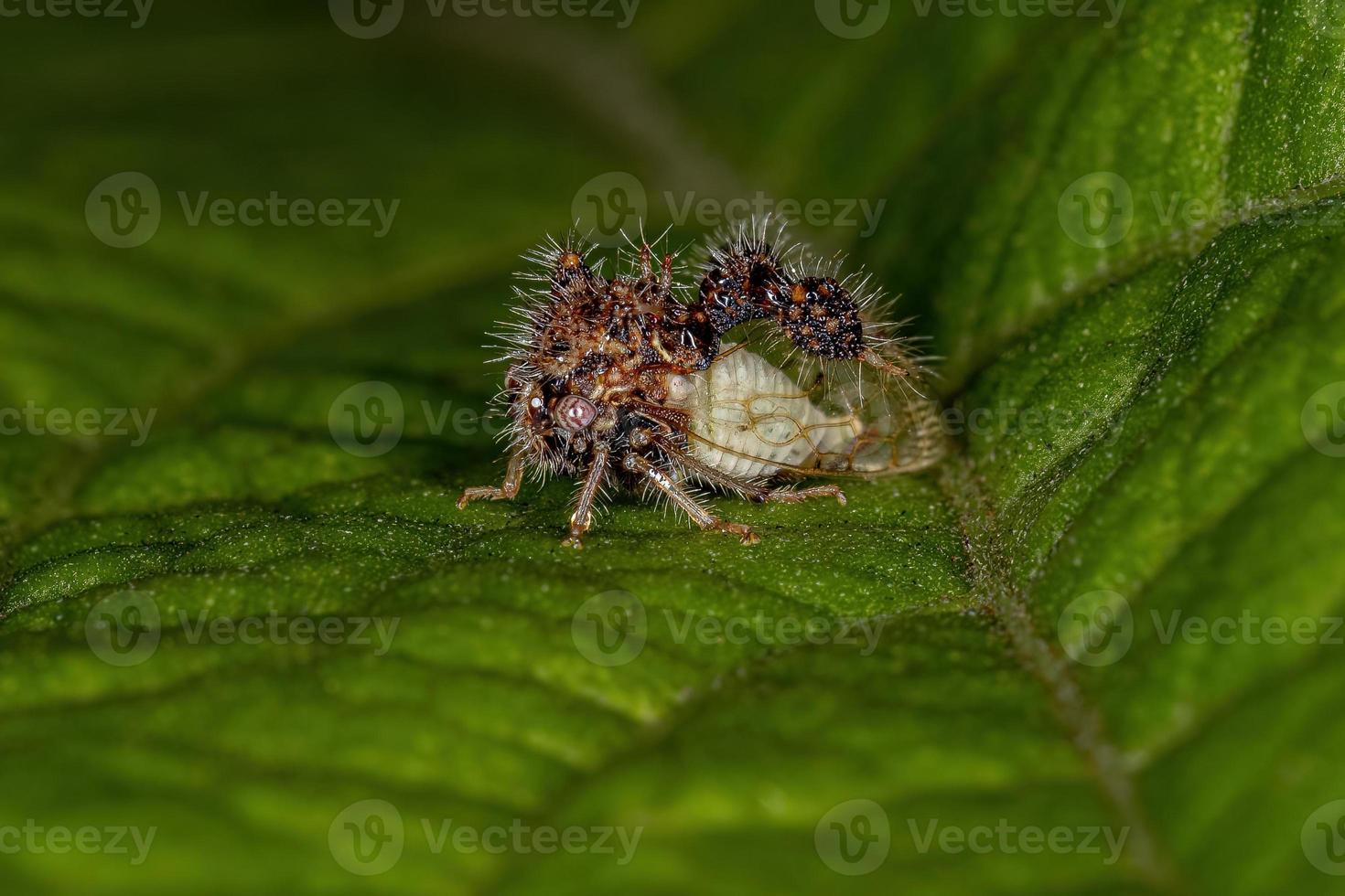 Treehopper adulto che imita le formiche foto