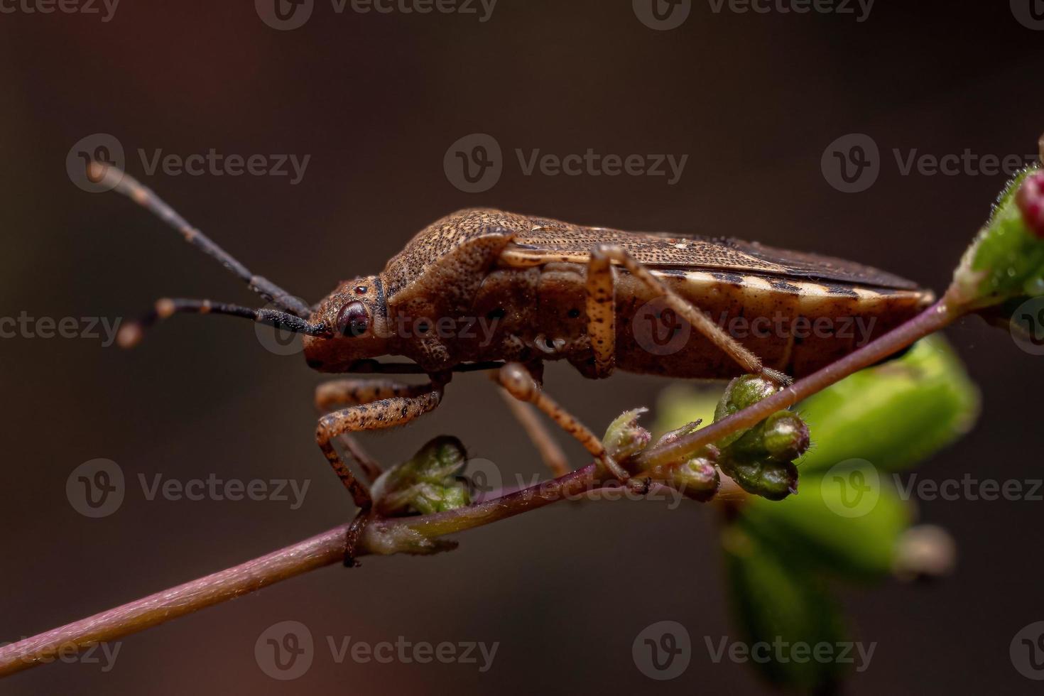 adulto vero bug foto