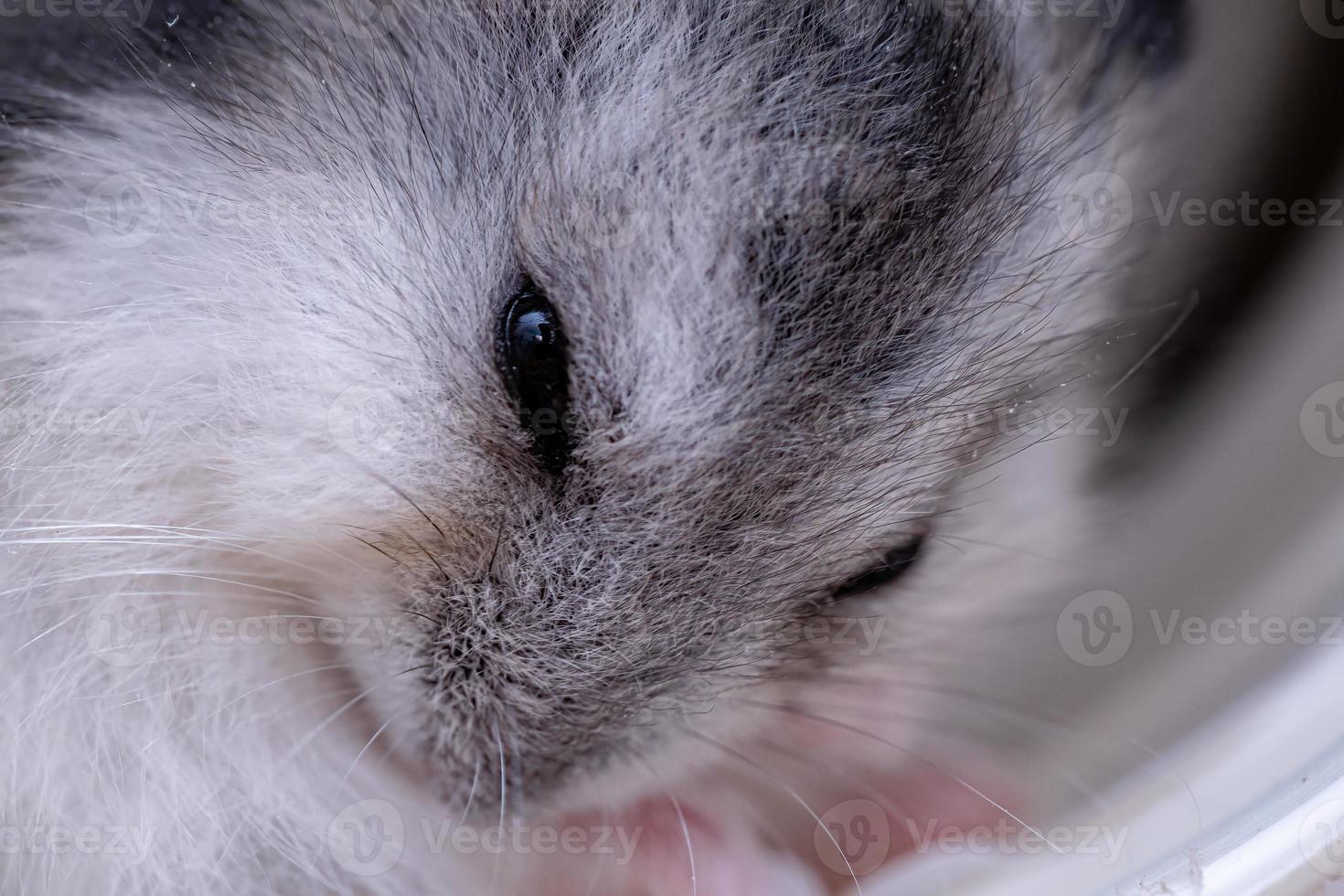 criceto nano di Campbell foto