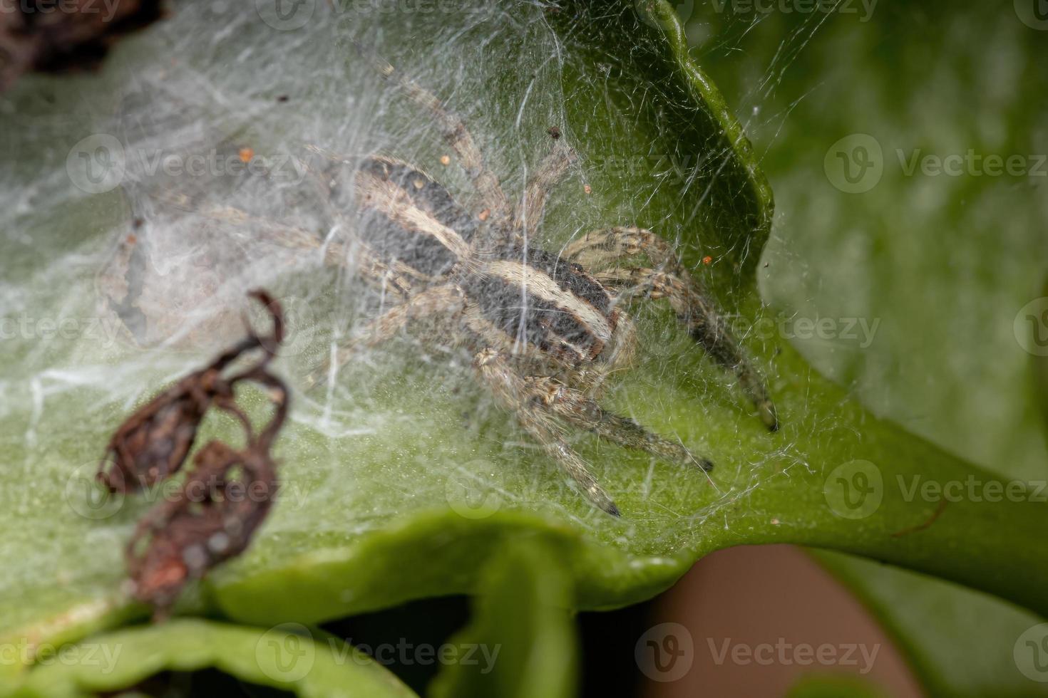 ragno pantropicale maschio che salta foto