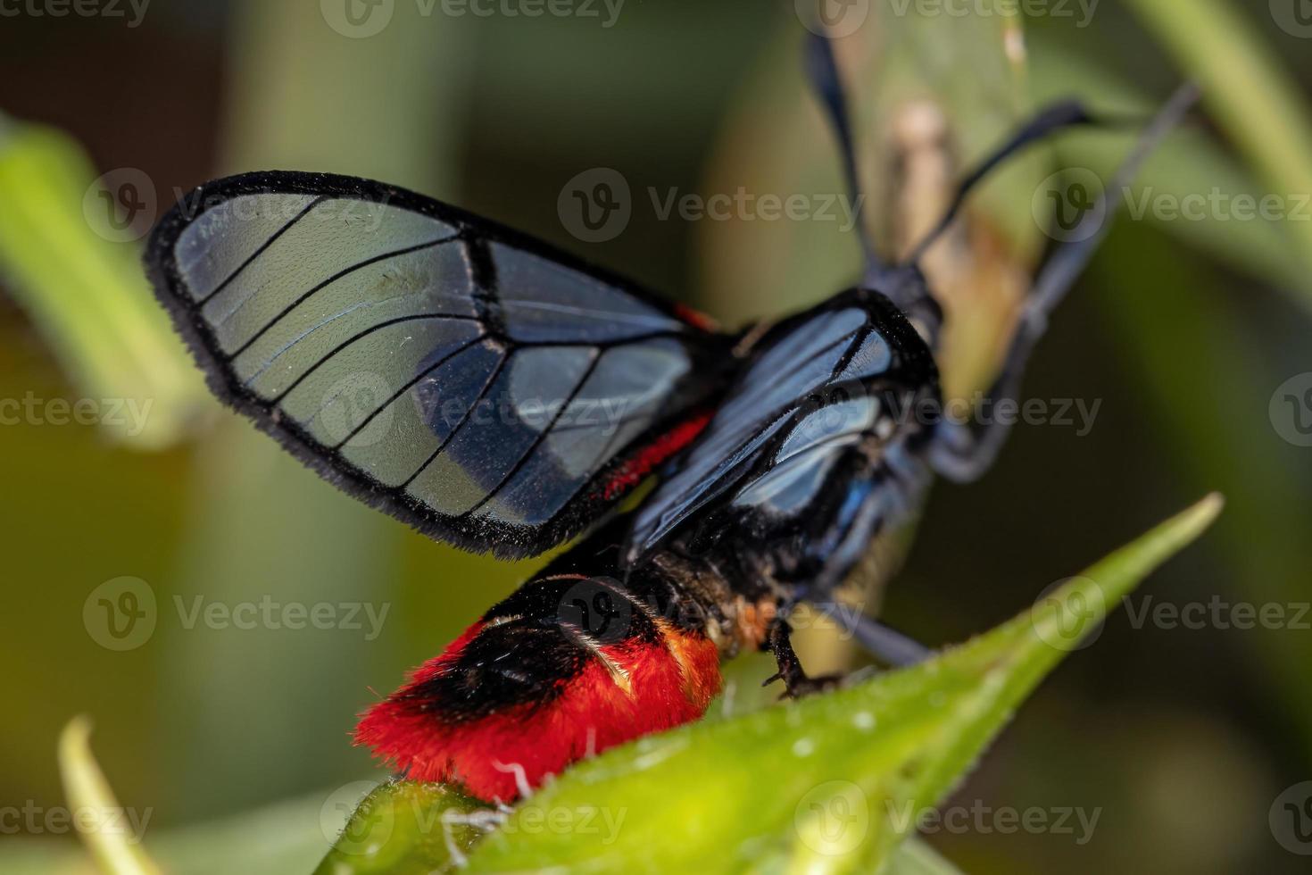 falena tigre adulta foto