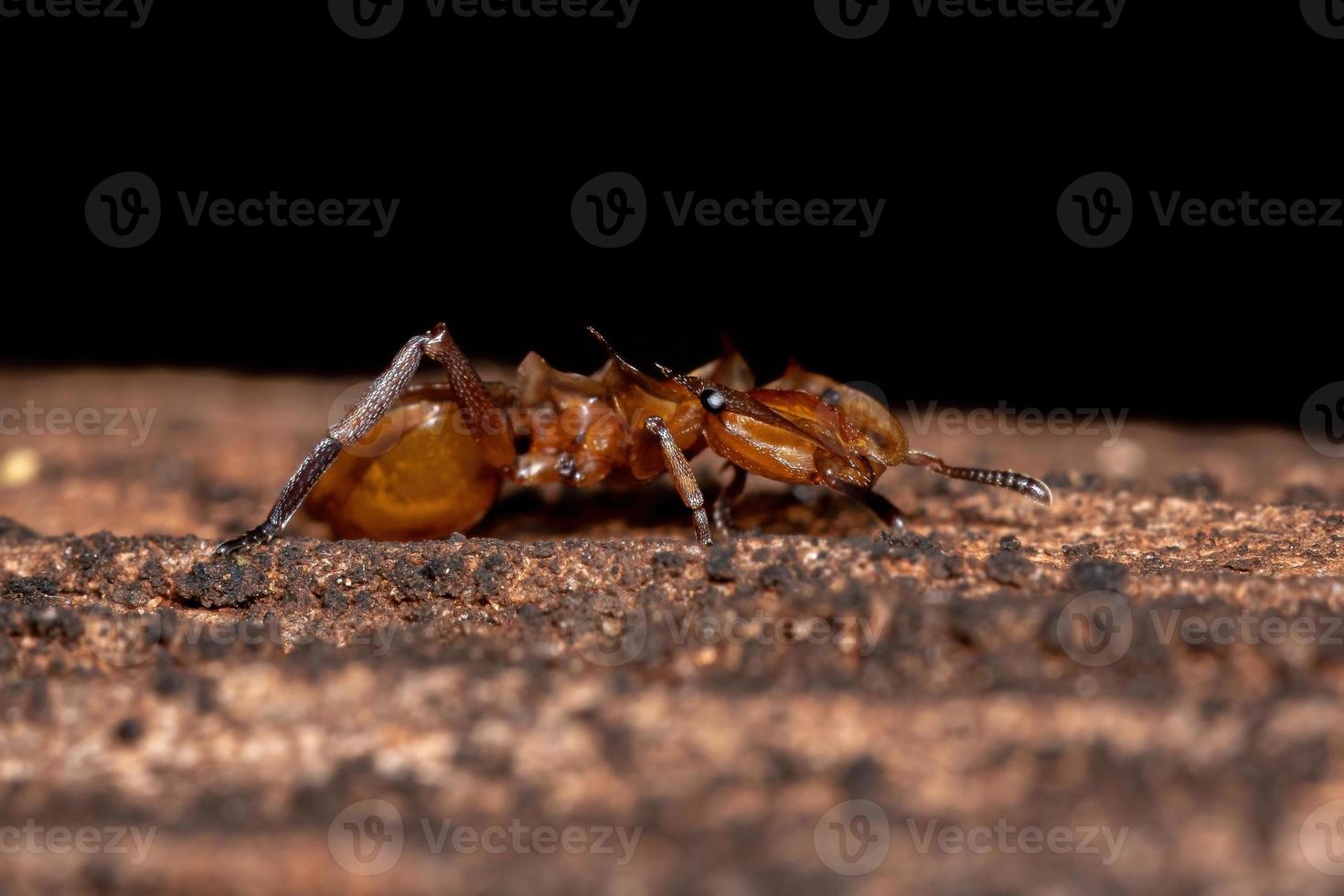 formica tartaruga gialla adulta foto