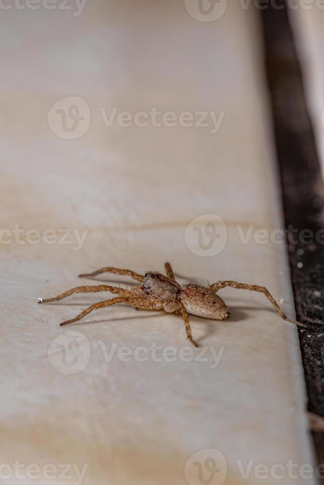 ragno lupo della famiglia lycosidae foto