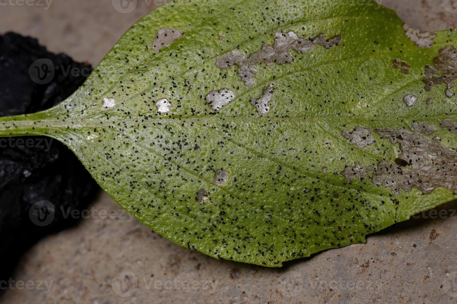 foglia del basilico dolce colpita da larve di falena foto