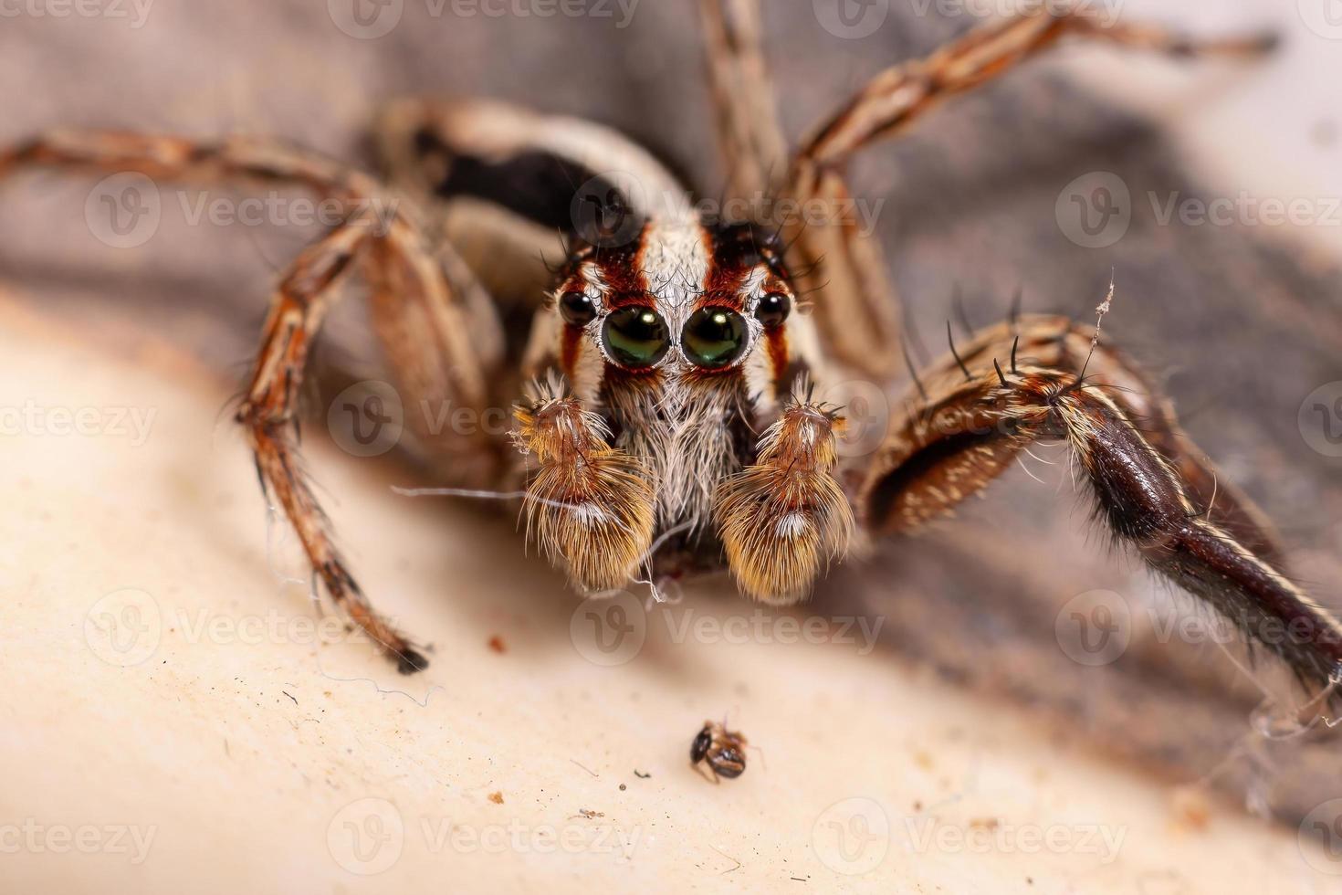 ragno pantropicale maschio che salta foto