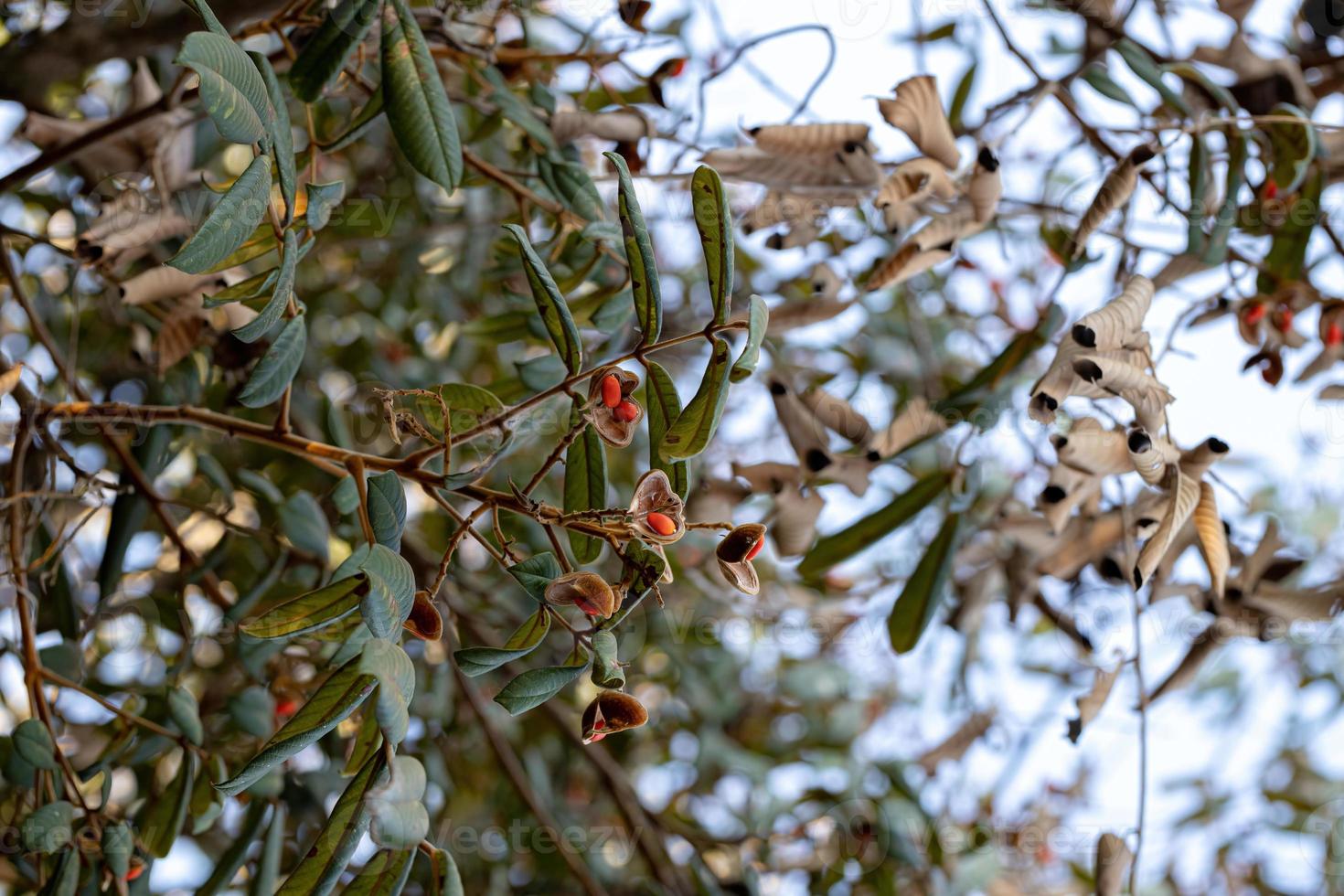 albero di ormosia con semi rossi foto