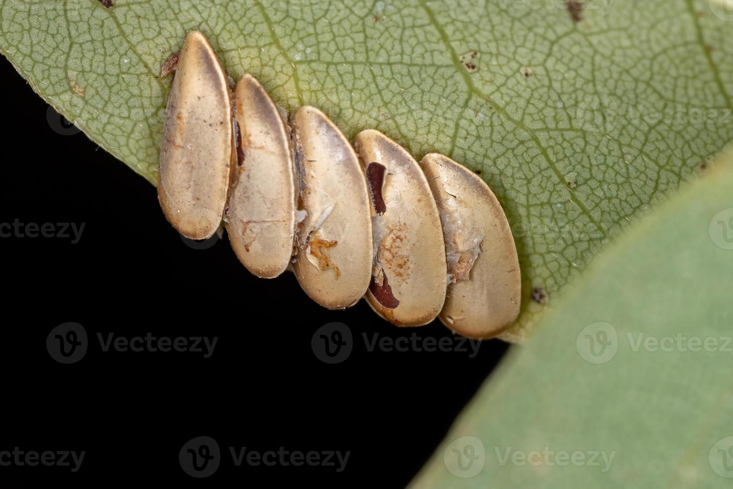 foglie di katydid uova foto
