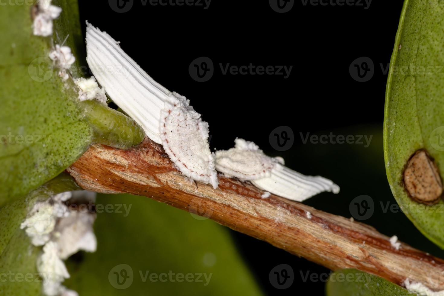 insetti a squama bianca foto