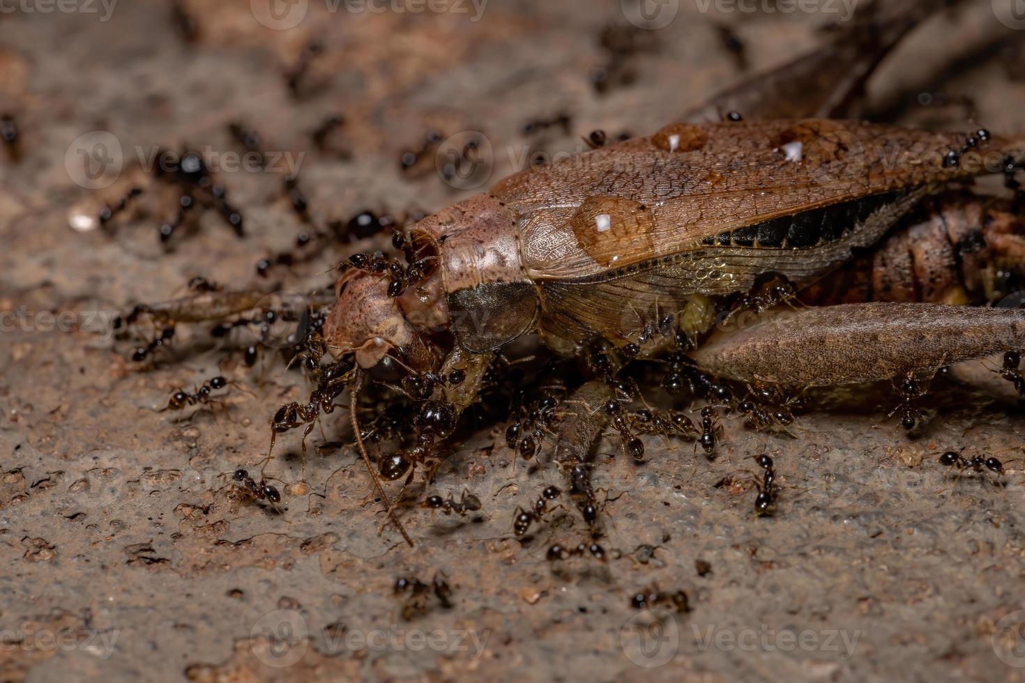 formica africana dalla testa grossa che preda un vero grillo foto
