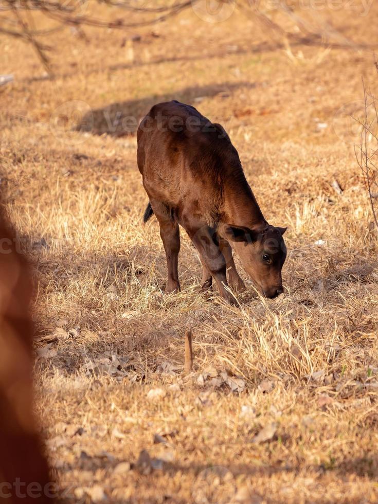 mucca in una fattoria foto