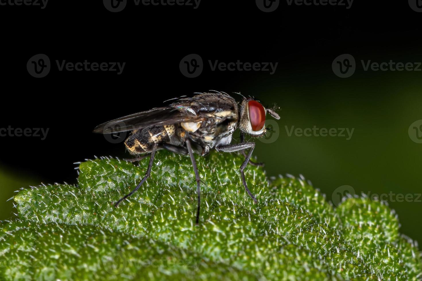 mosca brachicera adulta foto