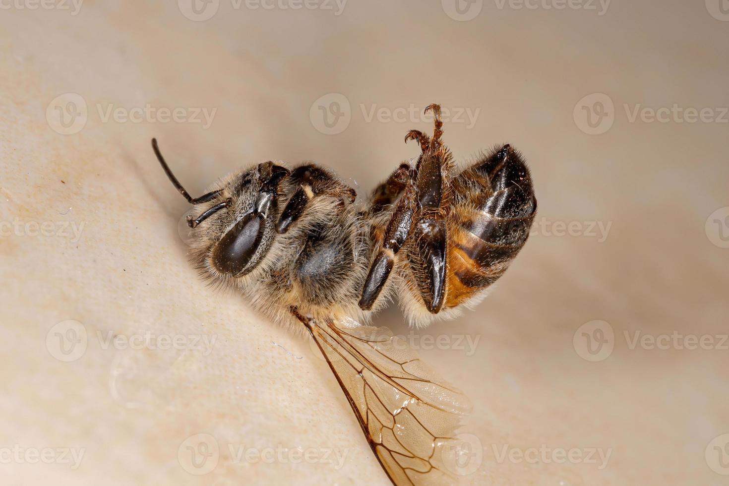 ape occidentale foto