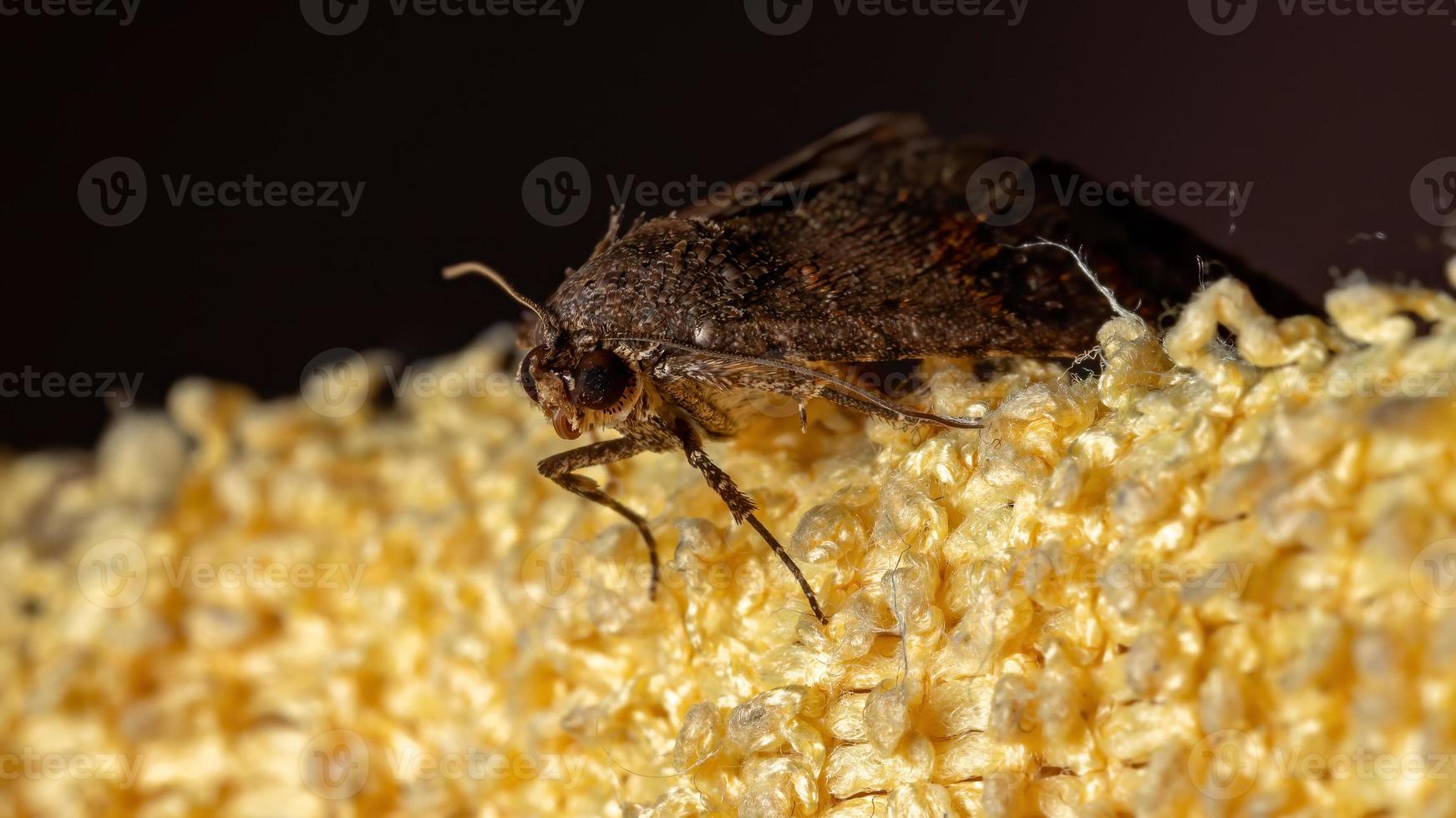 falena marrone brasiliana foto