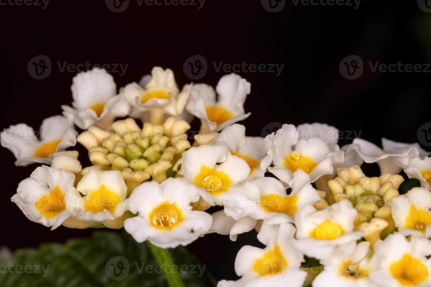 fiore di lantana comune foto