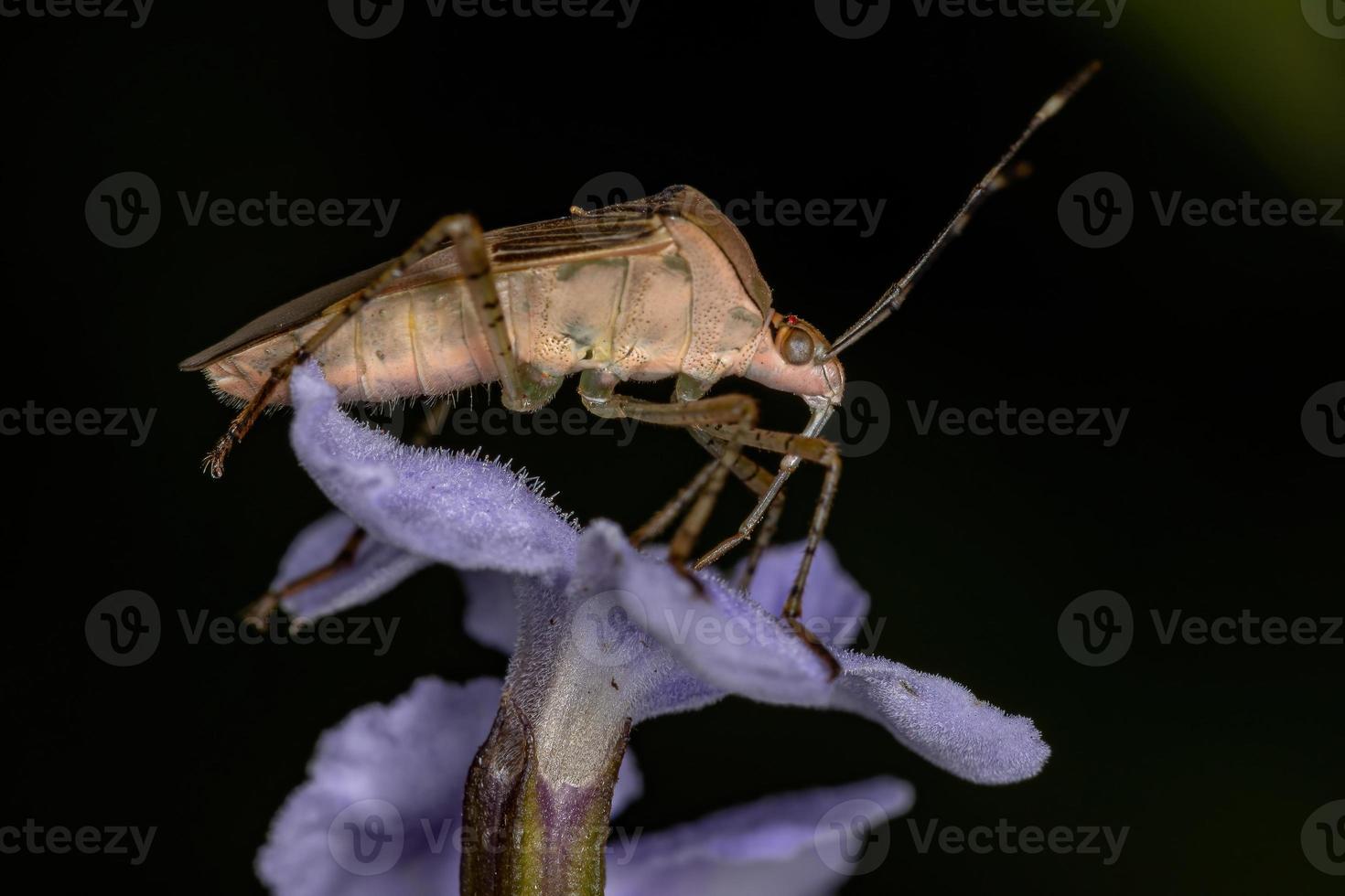 insetto adulto dai piedi di foglia foto