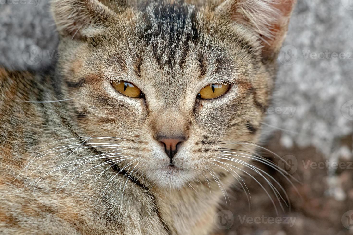 gatto domestico selvatico foto