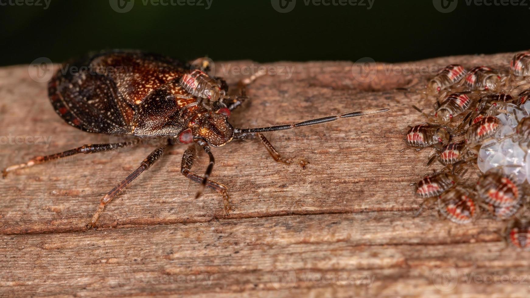 cimice puzzolente femmina adulta foto