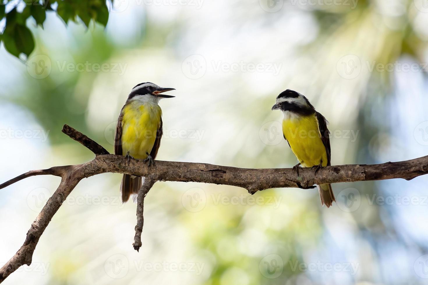 grande animale kiskadee foto