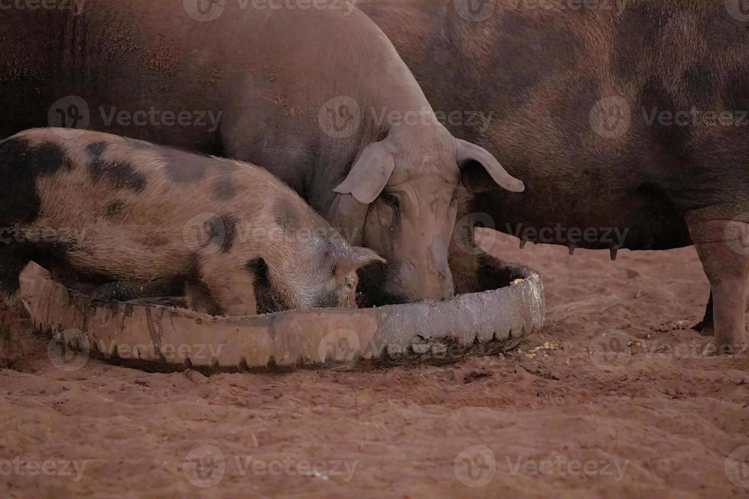 allevamento di suini neri foto