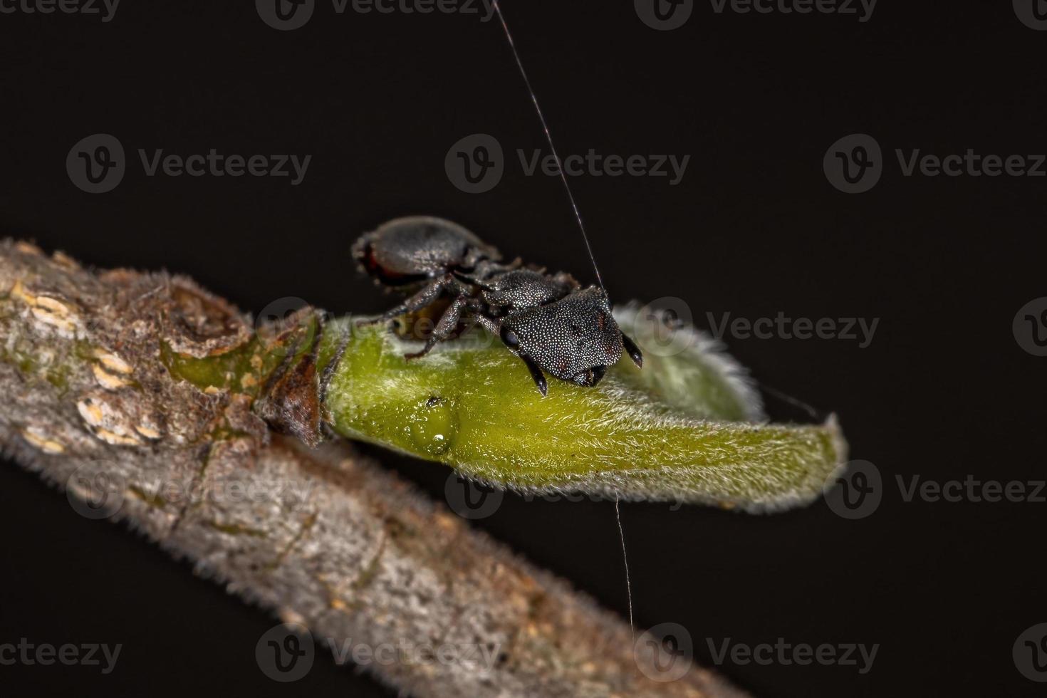 formica tartaruga nera adulta foto