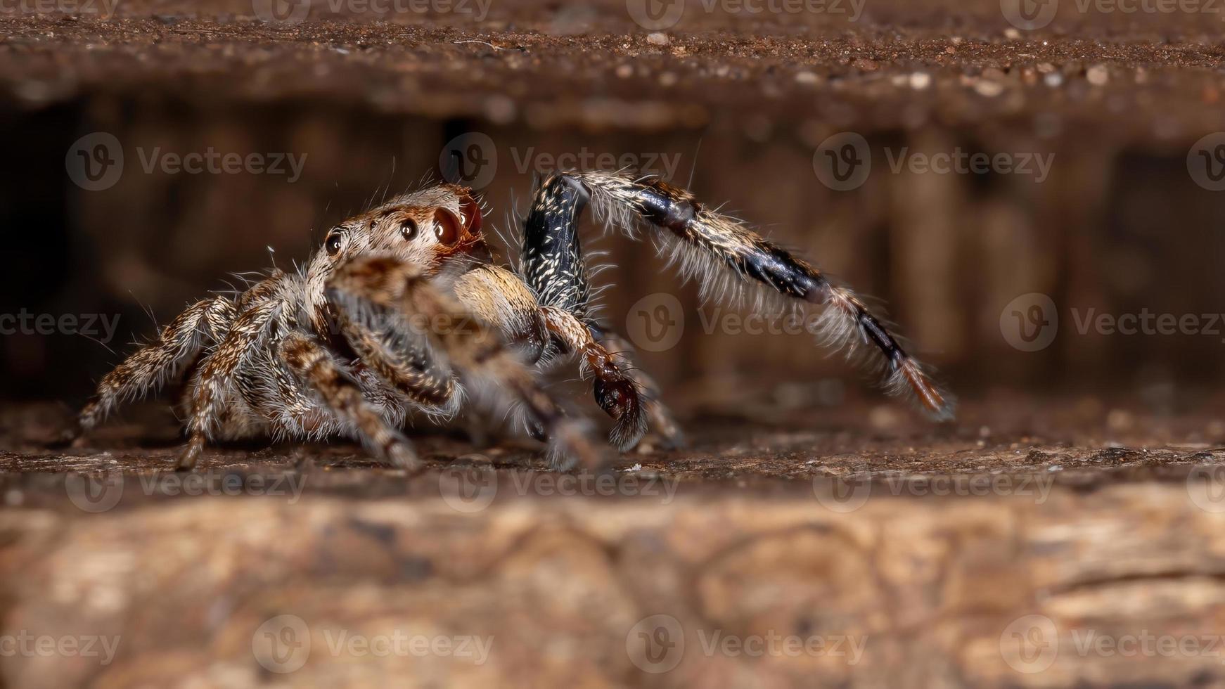 ragno saltatore maschio foto