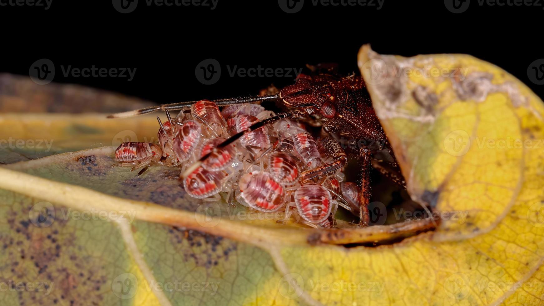 cimice puzzolente brasiliana foto