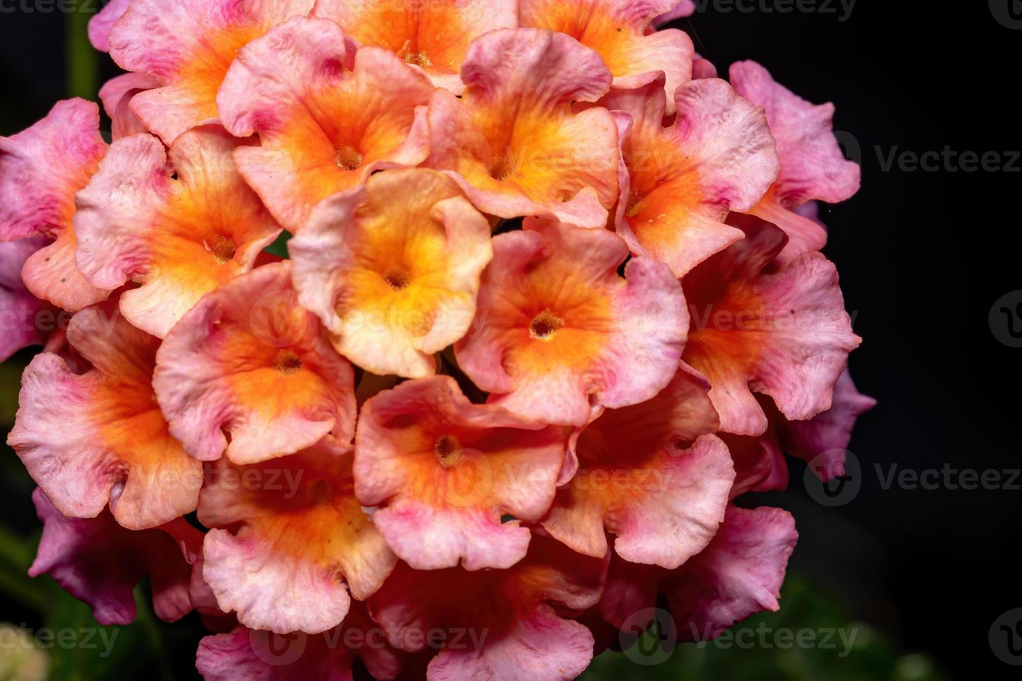 fiore di lantana comune foto