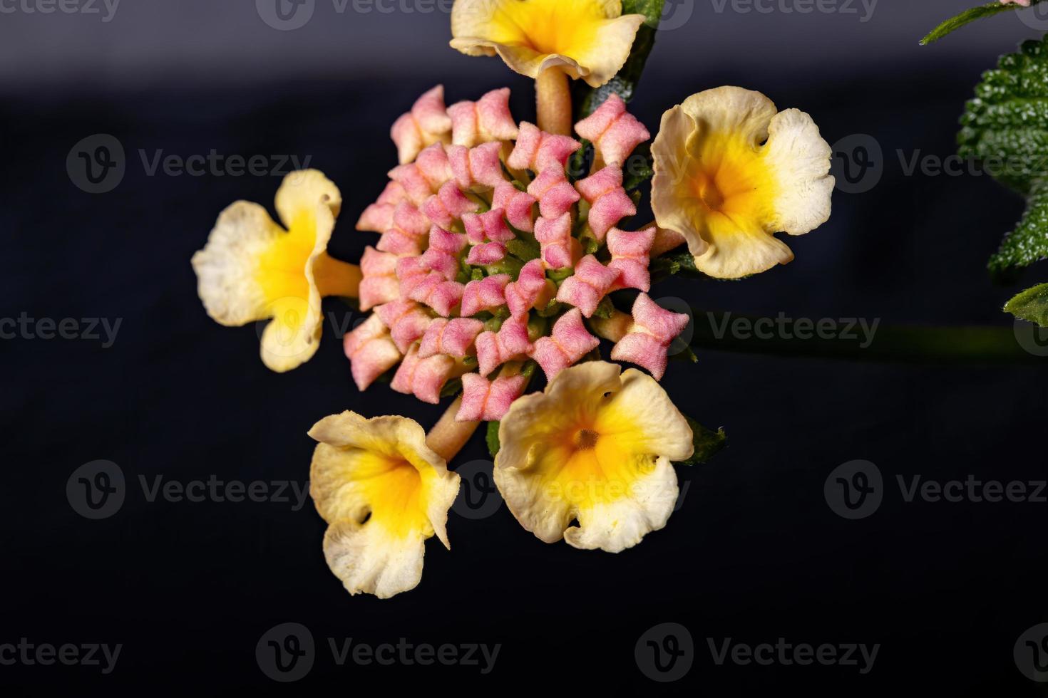 fiore di lantana comune foto