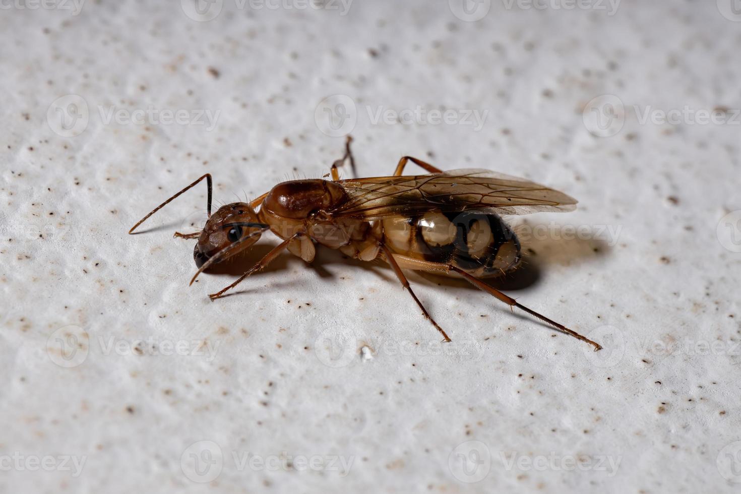 carpentiere brasiliano formica foto