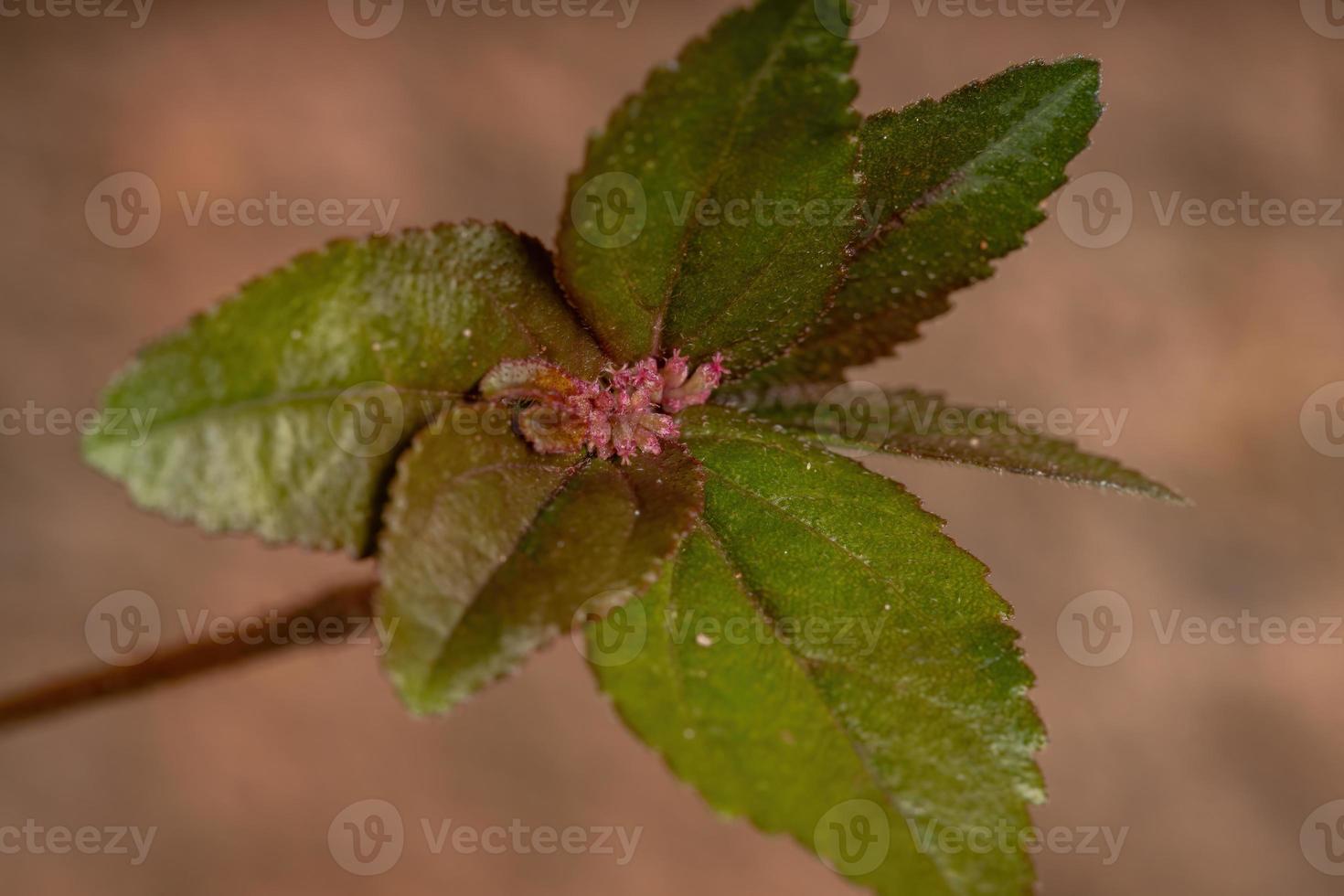 fiore di una pianta per l'asma foto