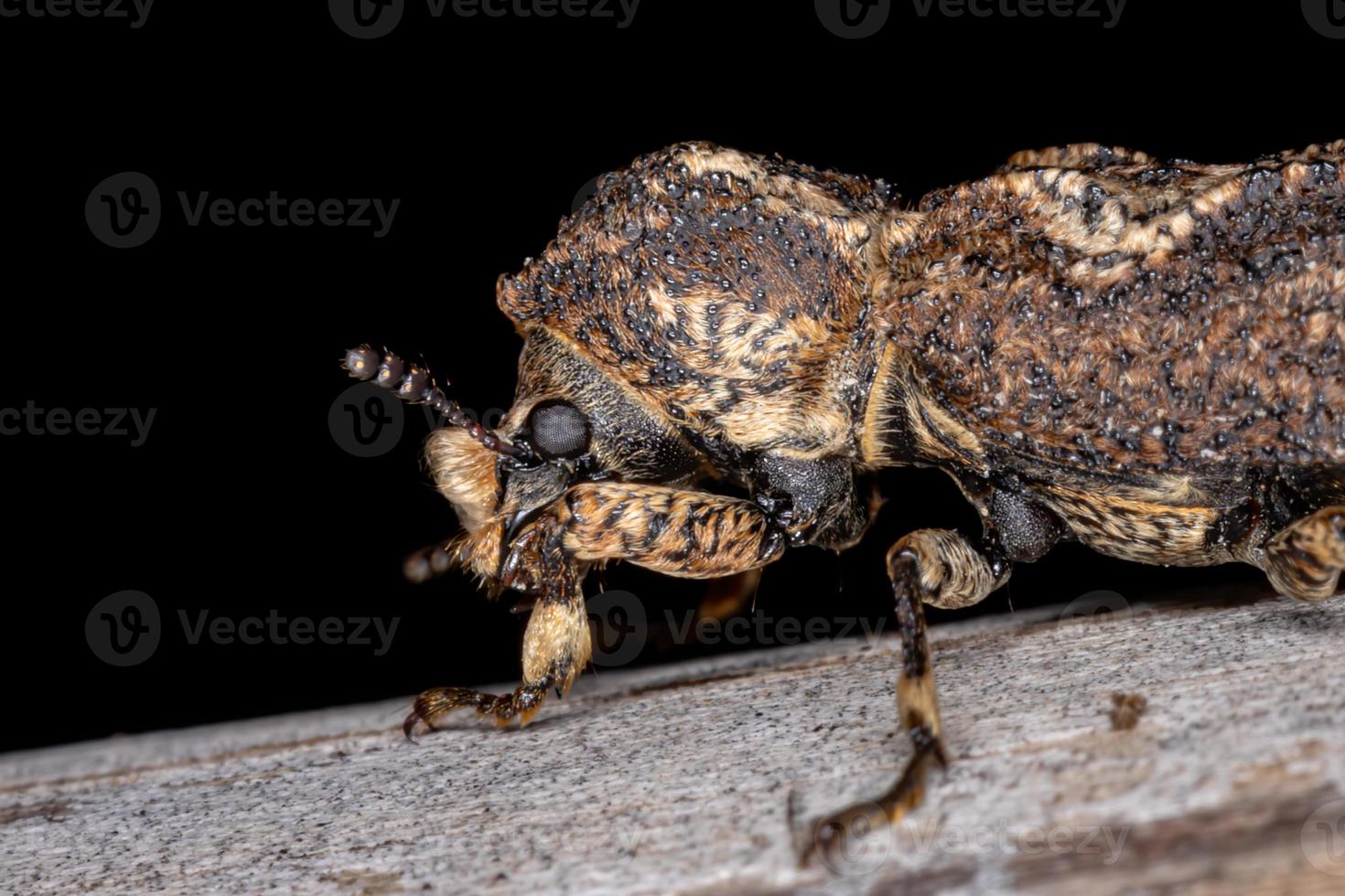 scarabeo brasiliano della coclea foto