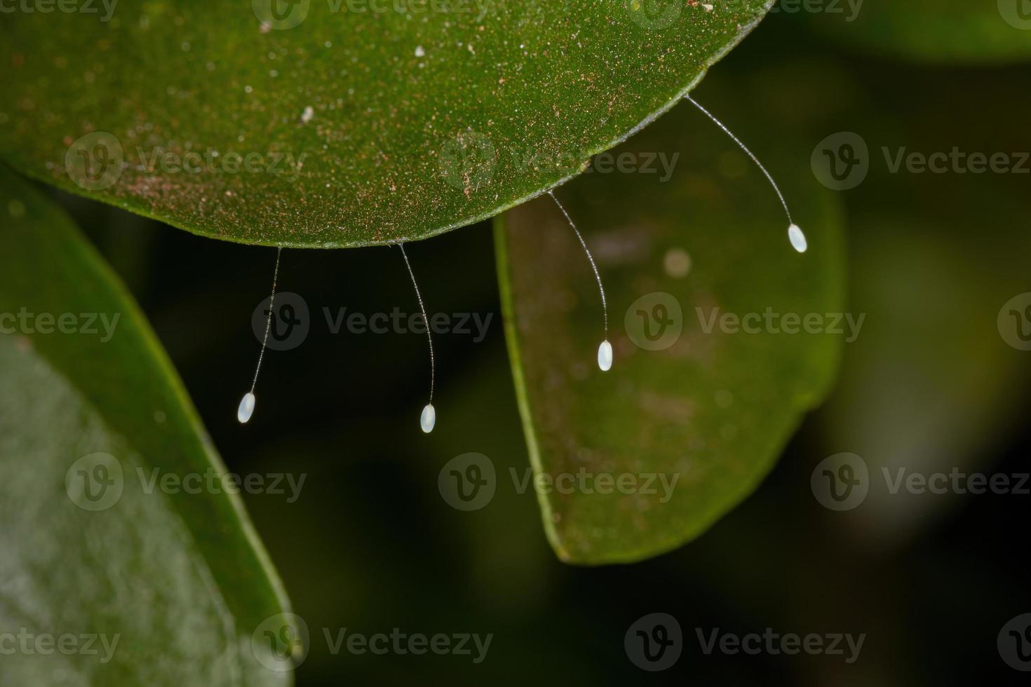 uova di pizzo verde foto