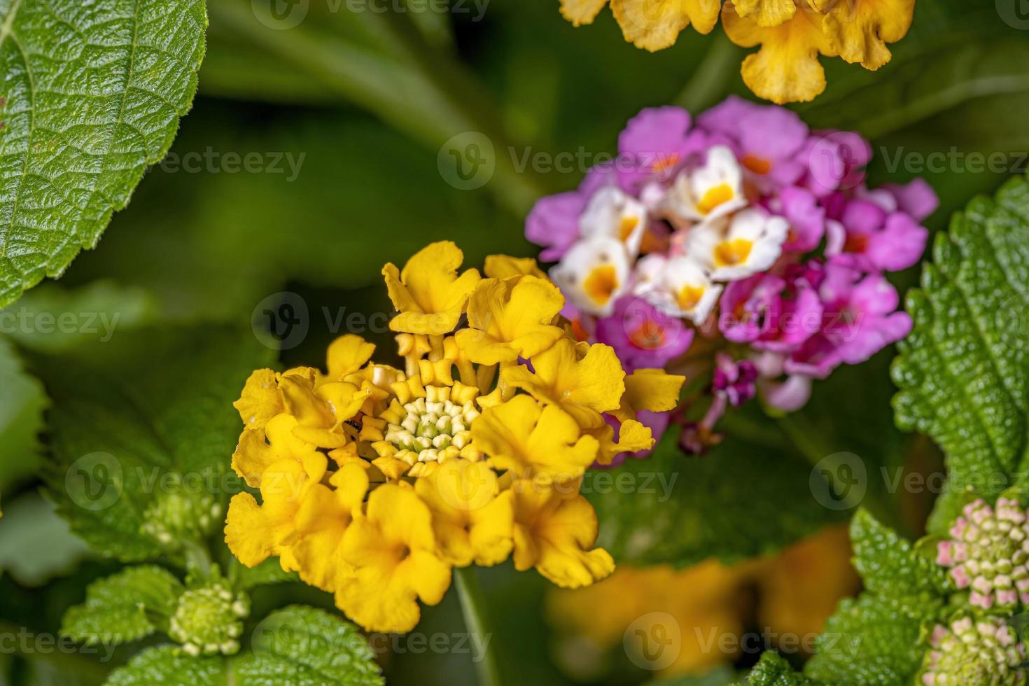 fiore di lantana comune foto