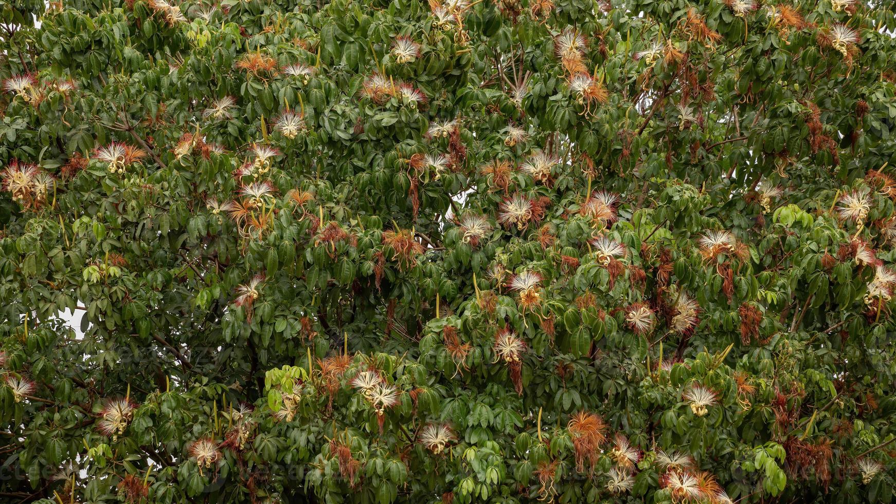 albero delle provviste brasiliane foto