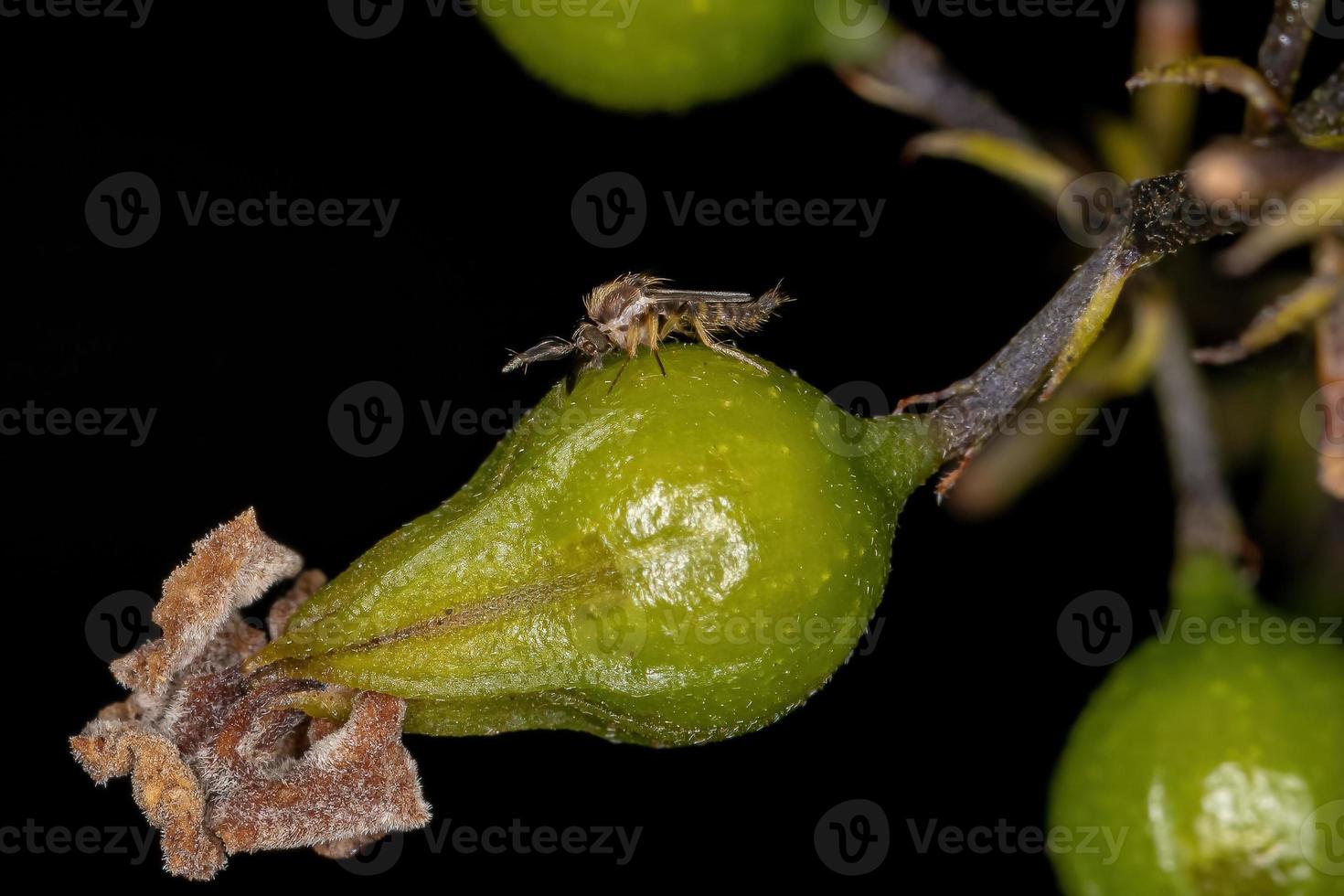 piccola mosca nematocena adulta foto