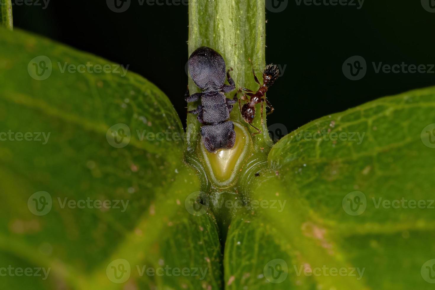 piccola formica tartaruga nera adulta e una formica mirmicina foto