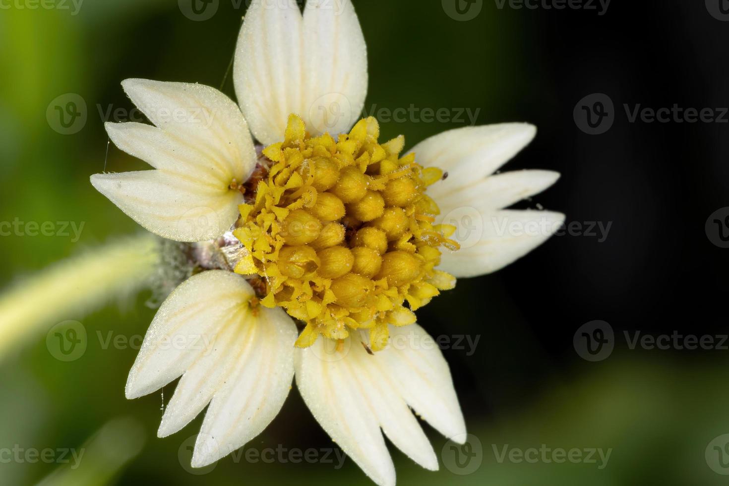 piccolo fiore bianco foto