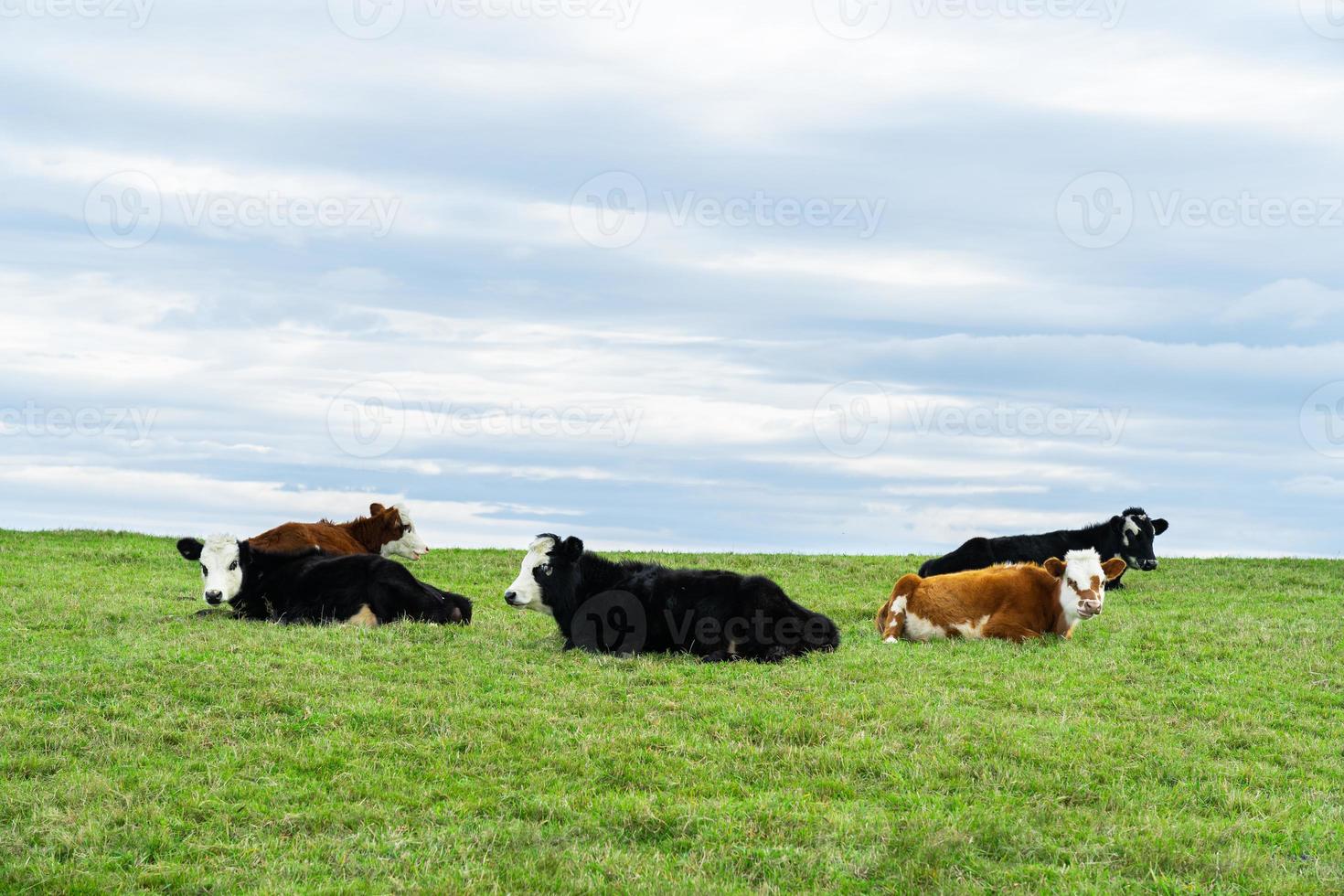 gruppo di vitello posa in campo verde con erba fresca di primavera su sfondo verde sfocato. foto