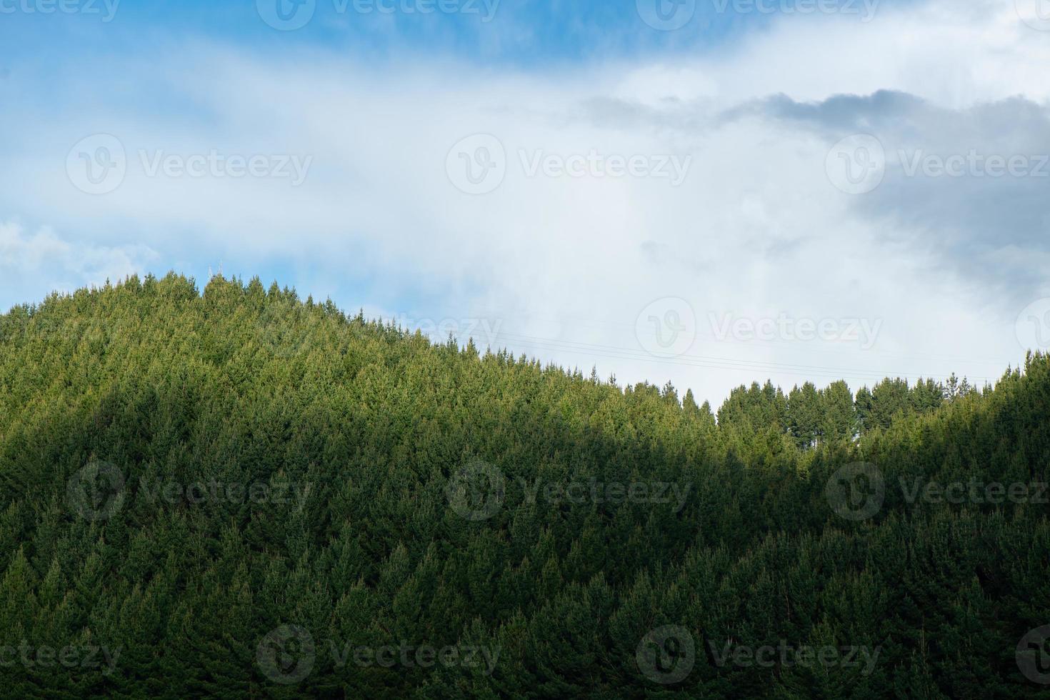 bellissimi pini sullo sfondo in cima alle montagne. foto