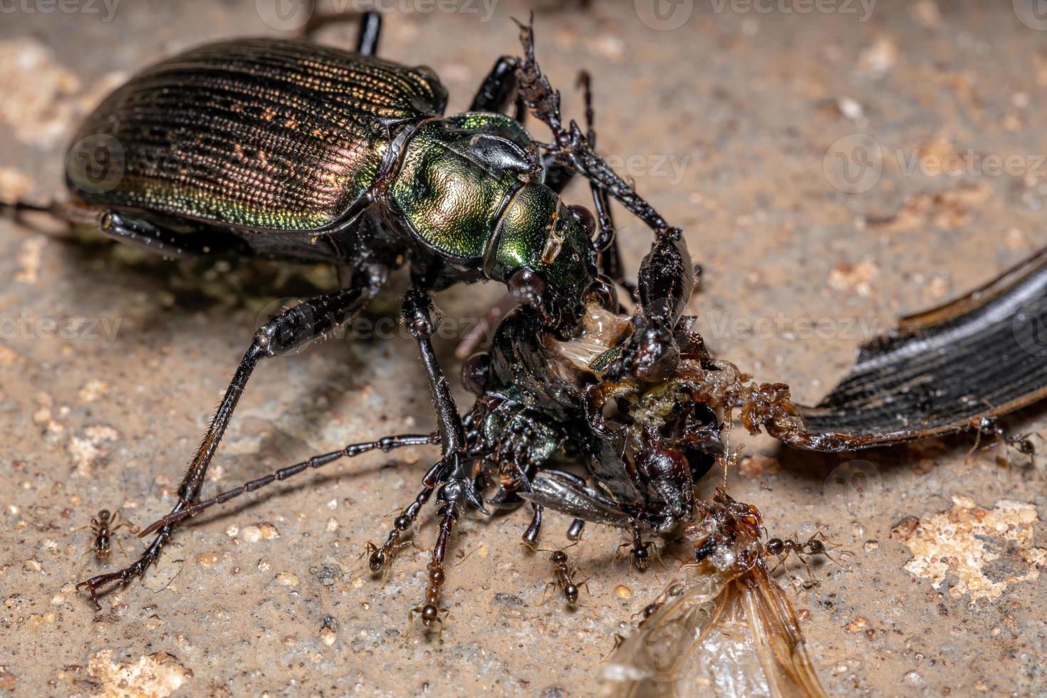 scarabeo cacciatore di bruco adulto foto