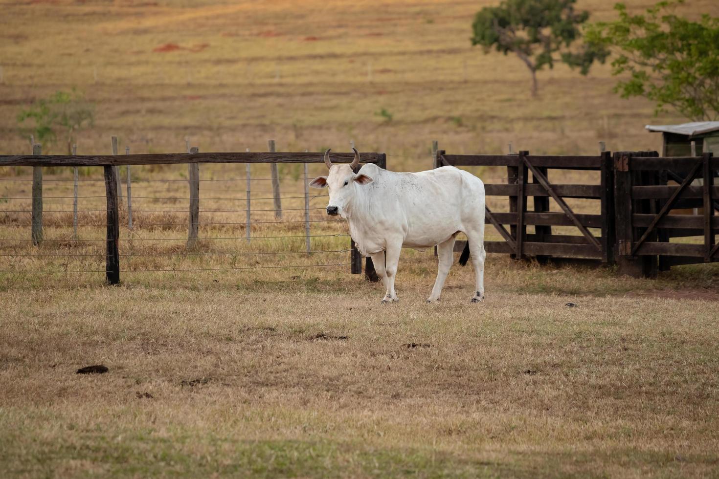 mucca adulta in una fattoria foto