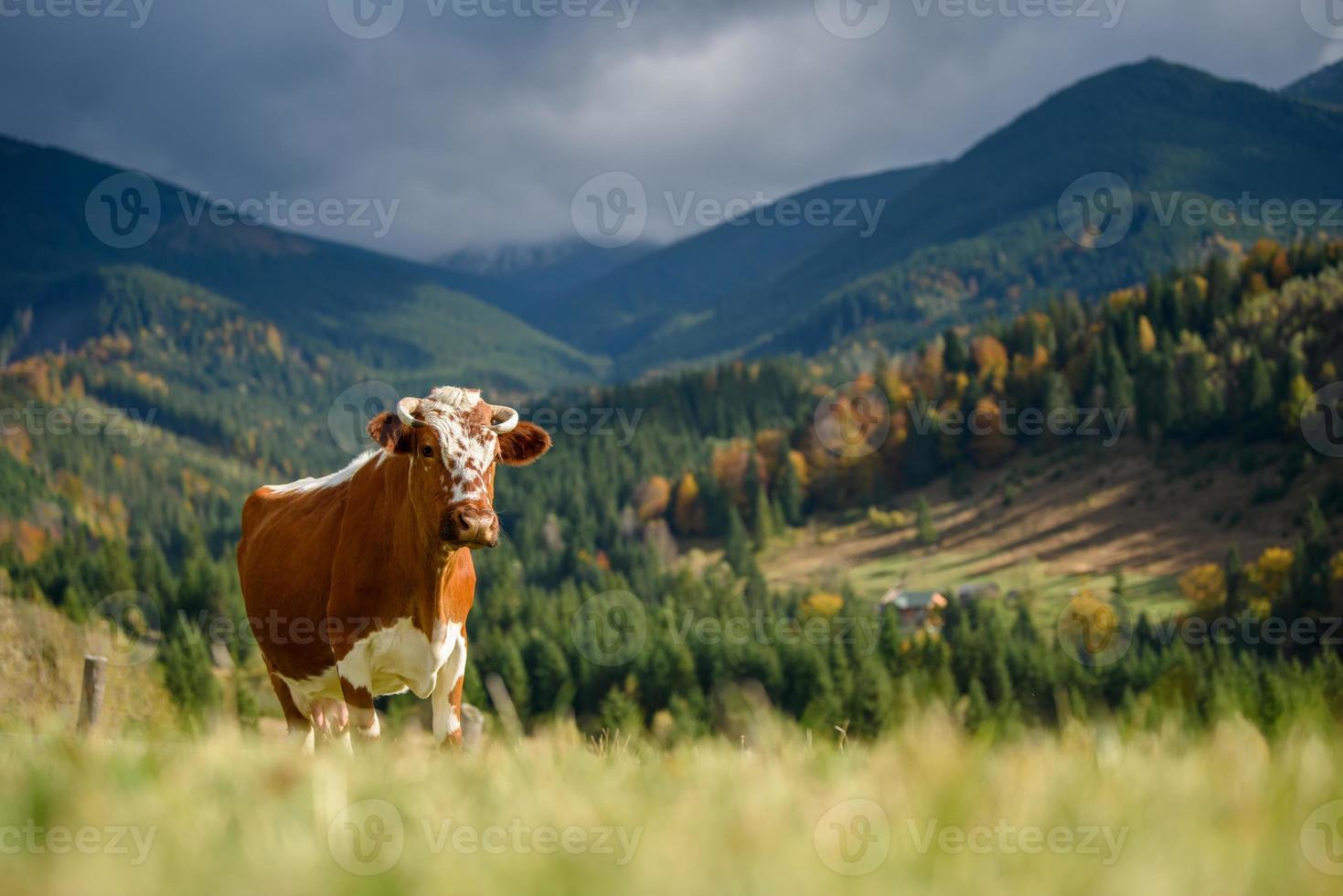 mucca marrone al pascolo in montagna foto