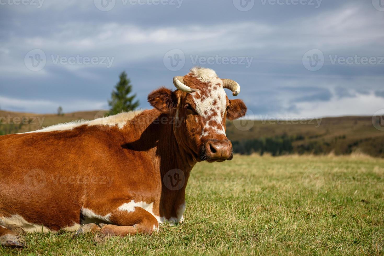 mucca marrone al pascolo in montagna foto